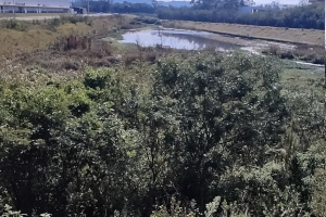 Limpeza de Lagoa